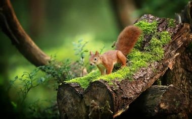 文不加点的意思,首鼠两端