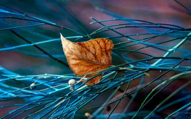 血源诅咒老猎人和原版区别，血源诅咒老猎人和新春版区别