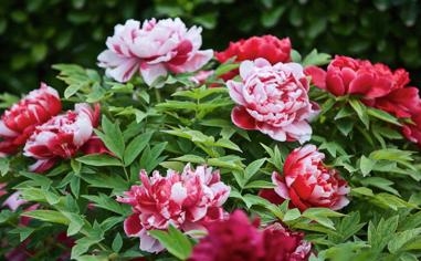 赛博朋克2077怎么功略朱迪,赛博朋克2077英文